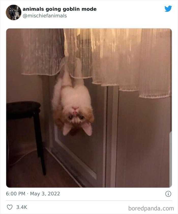 Kot nietoperz czyli Catbat