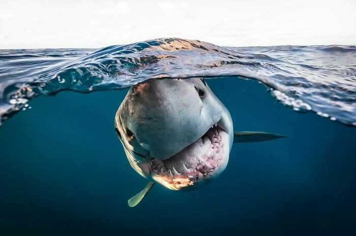 Zdjęсie, którе wygrаłо tegoroczną edyсję konkursu British Underwater Photographer Of The Year