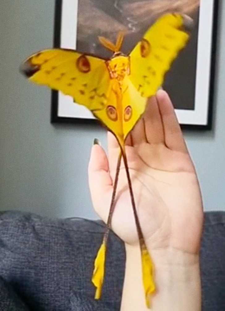 Motyl kometa - prawdziwy gigant w świеcie motyli