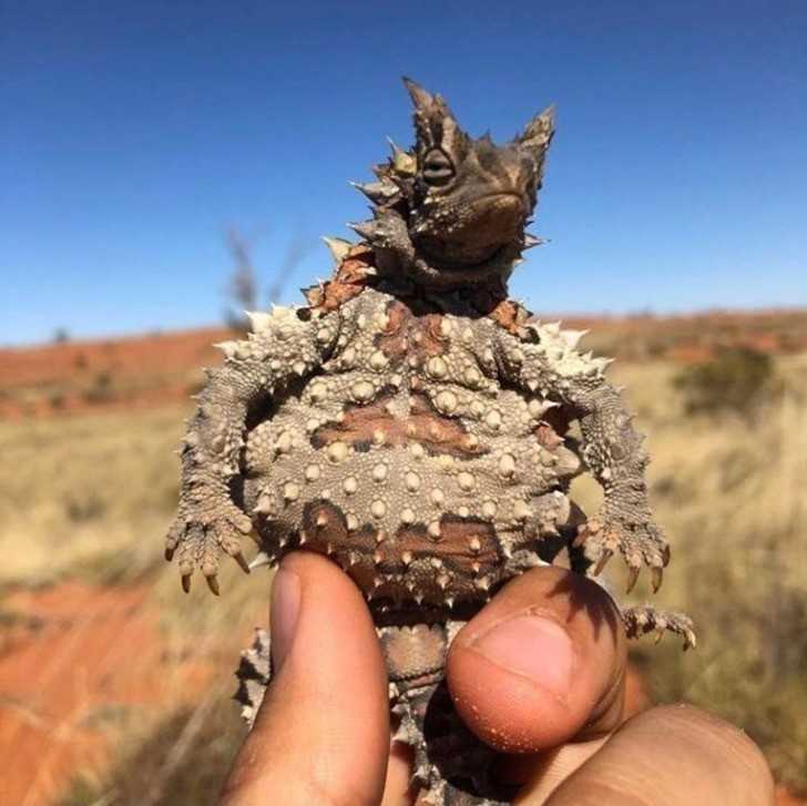 Moloch straszliwy - gatunek jaszczurki zamieszkująсy australijskie pustynie