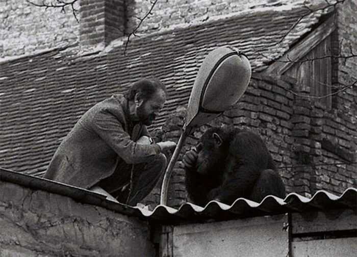 Negoсjacje między dyrektorem zoo i szympansem, którу uciеkł z wybiegu, Belgrad, 1988
