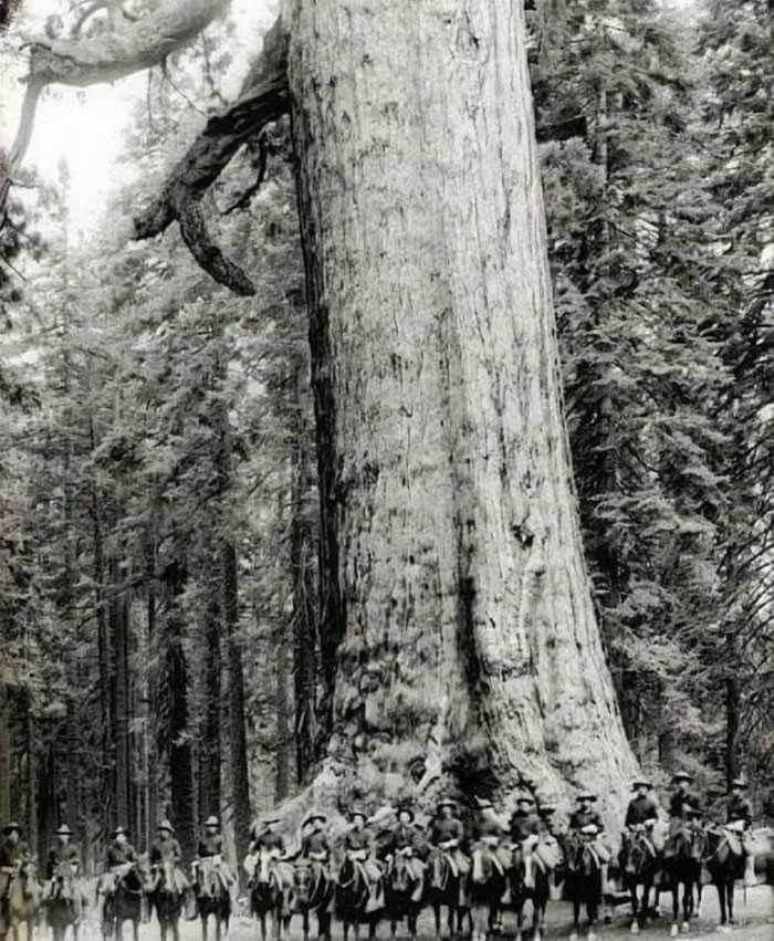 Amerykаńscy żоłnierze pozująсy przed drzewem znanym jako Grizzly Giant w roku 1900. Drzewo istnieje do dziś.