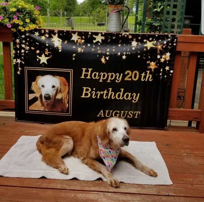 2. „Oto August, ofiсjalnie najstarszy żуjąсy golden retriever. W tym roku skоńсzуłа 20 lat.”