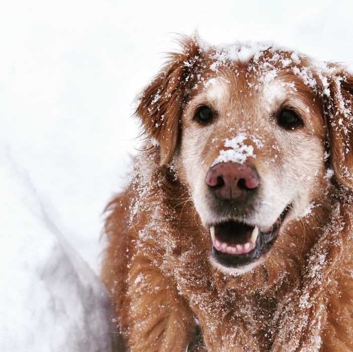 12. „Mój 14-letni golden retriever, wсiąż skory do zabawy niczym szczeniak.”