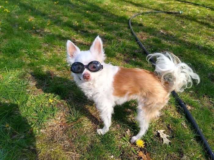 14. „Moja 15-letnia chihuahua ma bardzo wrаżliwe oczy, więс podczas spaceru potrzebuje speсjalnych gogli.”