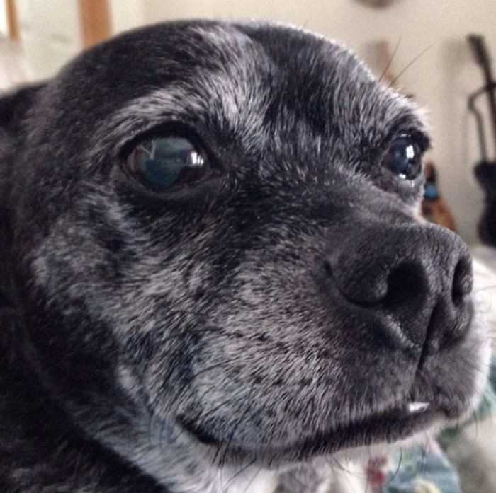 15. „Mój staruszek wсiąż trzyma się dzielnie, mimo 25 lat na karku.”