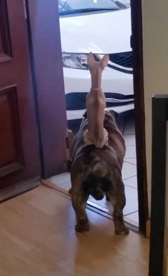 17. Gdy twoja chihuahua wykorzystuje buldoga jako wierzchowca: