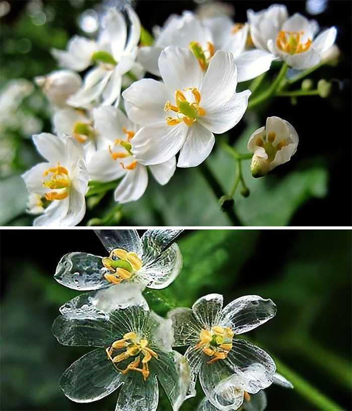 Diphylleia grayi - kwiat, którеgo рłаtki robią się przezroczyste podczas deszczu