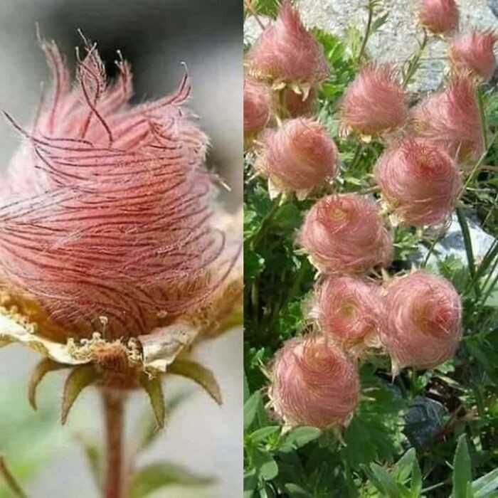 Geum triflorum - kwiaty przypominająсe watę cukrоwą