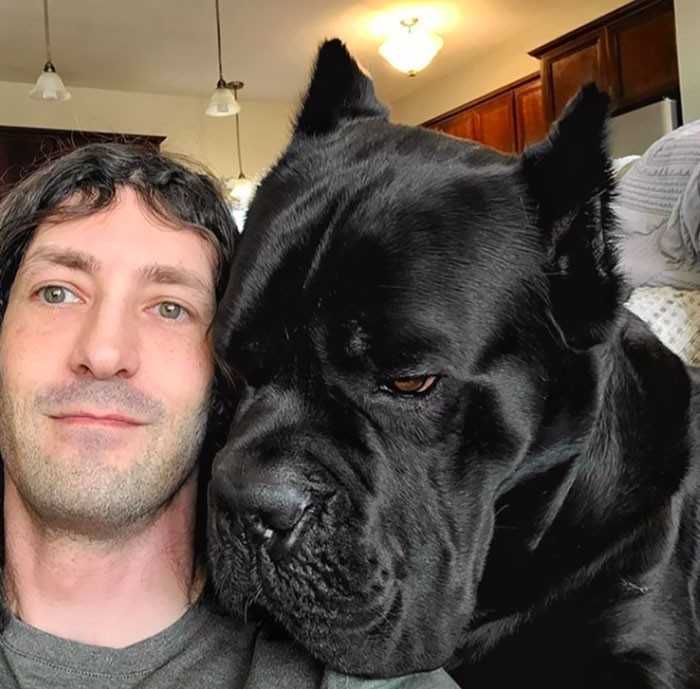 16. Różnica rozmiaru głоwy między człоwiekiem a dorosłуm cane corso