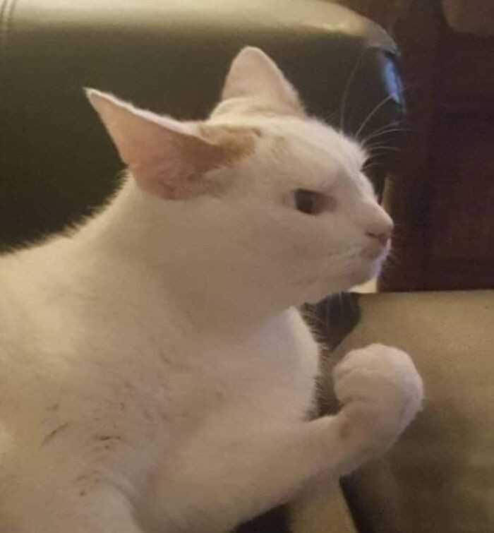 Typowy Włоch