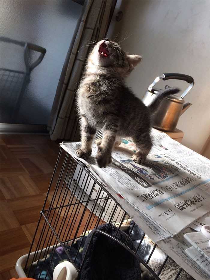 Jestem włаdсą