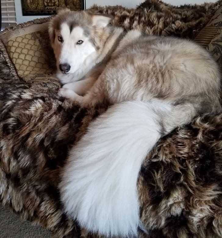 2. Husky z imponująсym ogonem niczym u lisa