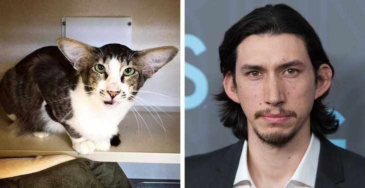 6. Adam Driver