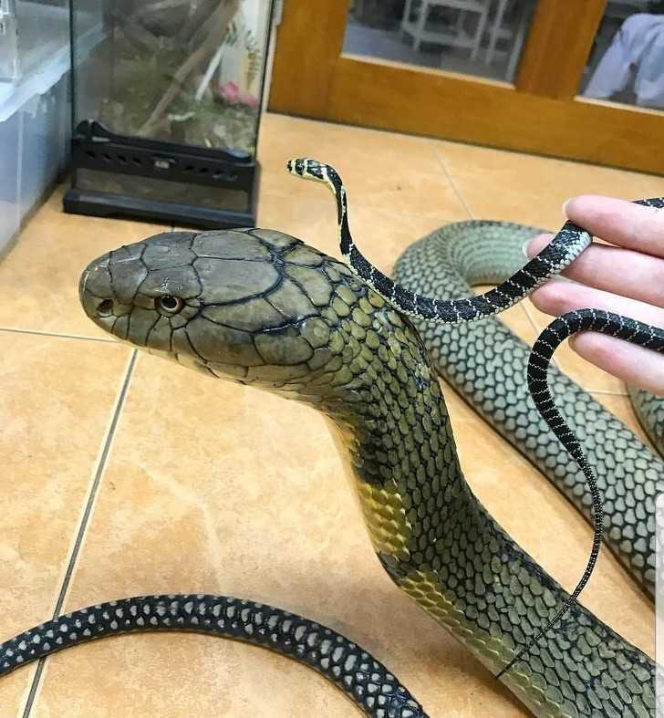 17-letnia kobra królewska przy 3-tygodniowym osobniku tego gatunku.