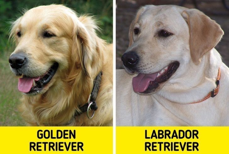 3. Golden retriever i Labrador retriever