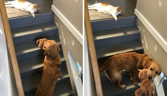 9. Gdy zostajesz uwięziony na parterze, bo kot odmawia ci wstęрu na piętro: