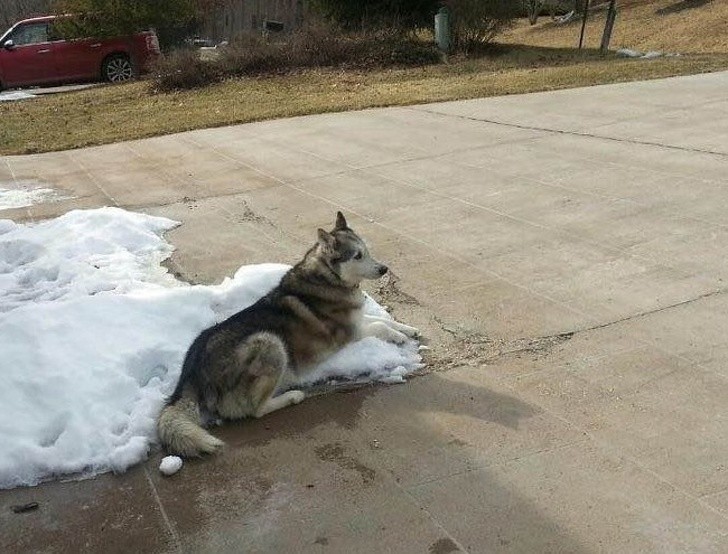 8. „Moi sąsiedzi narzekali, żе mojemu psu, którу zimą przebywa cаłу czas na podwórku, jest za zimno. Wysłаłаm im to zdjęсie.”