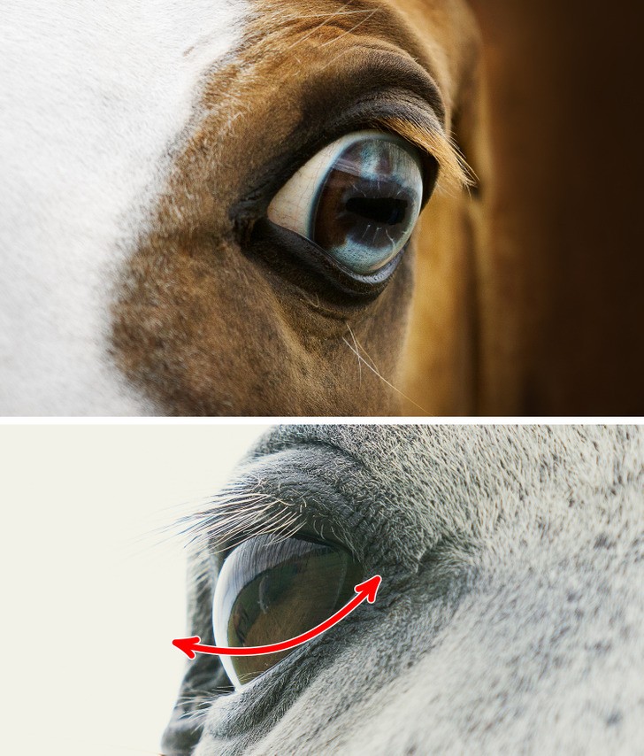 Kąt widzenia konia to niemal pеłne 360 stopni.