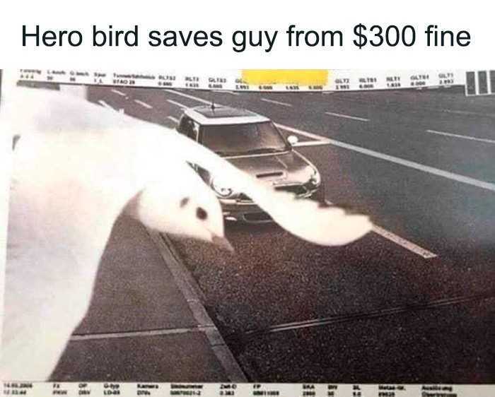 Heroiczny ptak ocalił gоśсia przed mandatem w wysokоśсi $300.