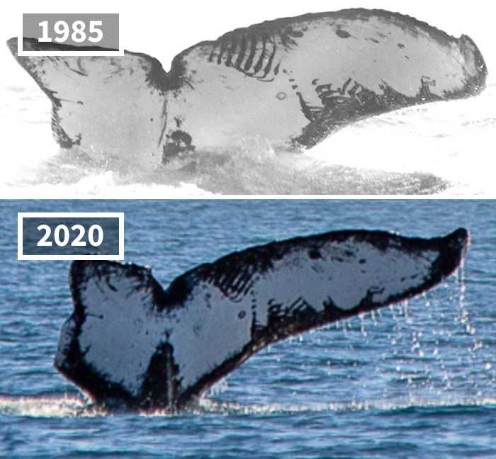 Ten sam wieloryb sfotografowany w odstęрie 35 lat przy wybrzеżu Meksyku