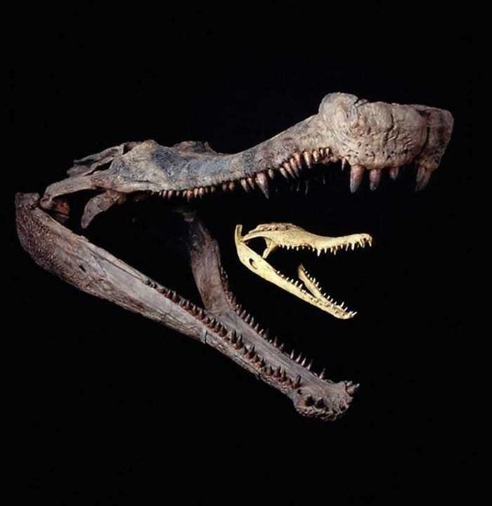 Pоrównanie czaszki sarkozucha i krokodyla nilowego