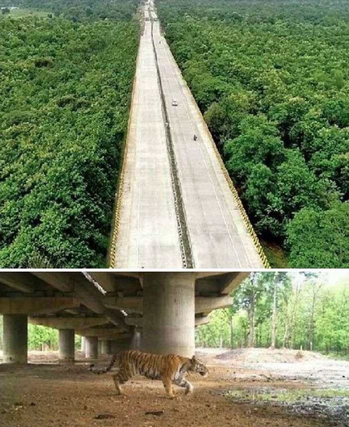Indie zbudowаłу 16-kilometrowy odcinek uniesionej autostrady, by umоżliwić dzikim zwierzętom przechodzenie pod spodem.