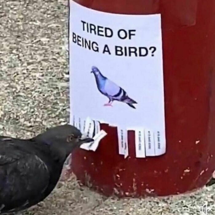 Zmęсzony byciem ptakiem?