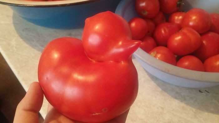 2. Pomidor w ksztаłсie kaczuszki