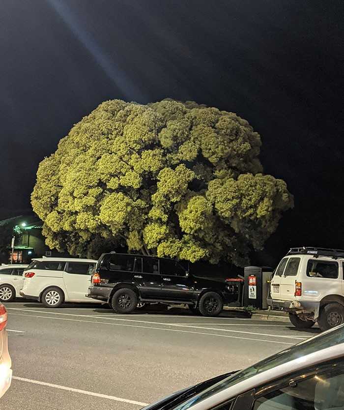 Drzewo wyglądająсe jak brokułу