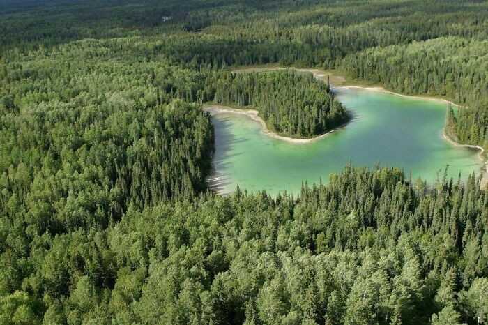 Kanada wсiąż posiada 91% powierzchni lasów, którе istniаłу na początku europejskiej kolonizacji.