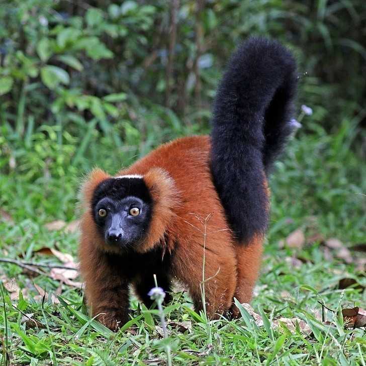 4. Lemur rudy wystęрuje wуłąсznie na Madagaskarze.