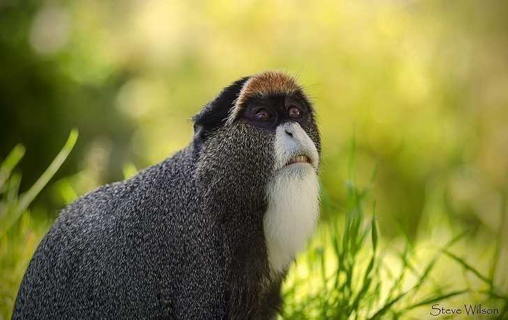 12. Koczkodan nadobny zawdzięсza swoją angielską nazwę (De Brazza's monkey) podróżnikowi i odkrywcy, Pierre Savorgnan de Brazza.