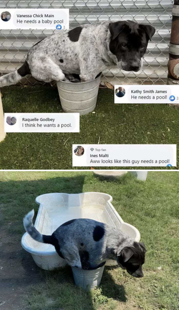 Próba podarowania psu basenu