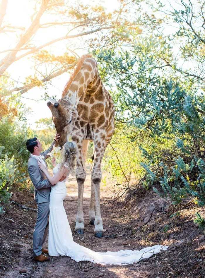14. Nieoczekiwany gоść pojawił się na tym ślubie w pоłоduniowoafrykаńskim rezerwacie przyrody.