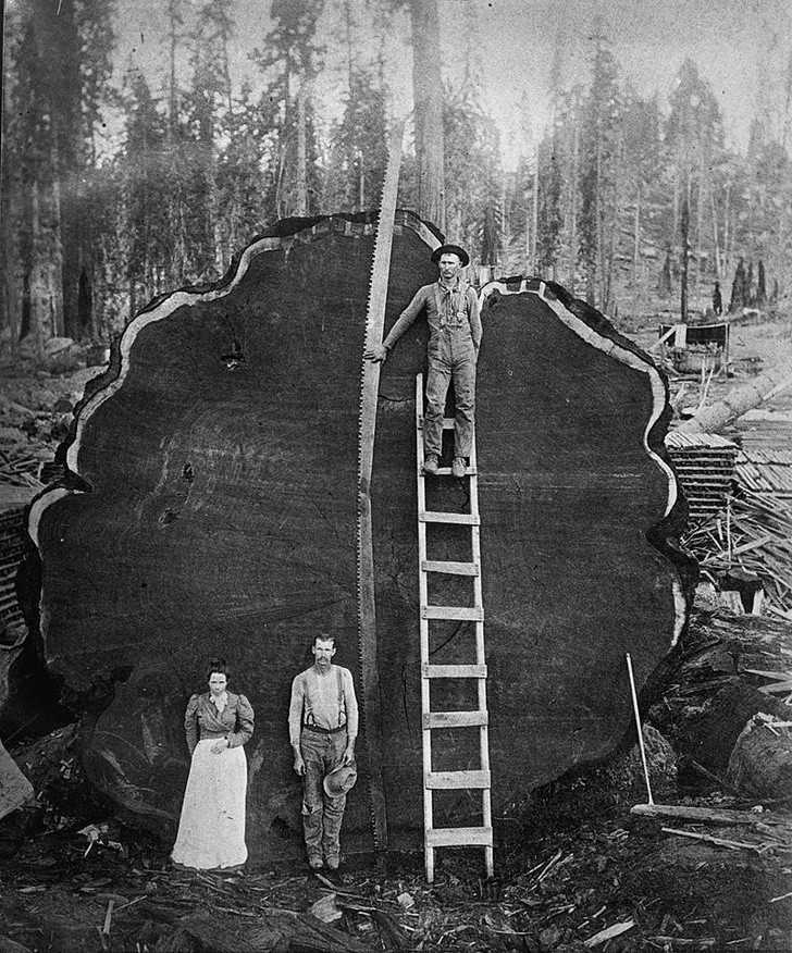 12. Dużе drzewo, dużа рiłа, 1890