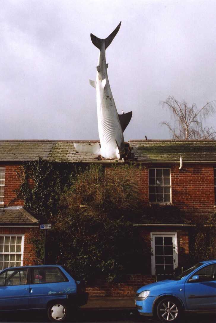 John Buckley, The Headington Shark (Rekin z Headington)