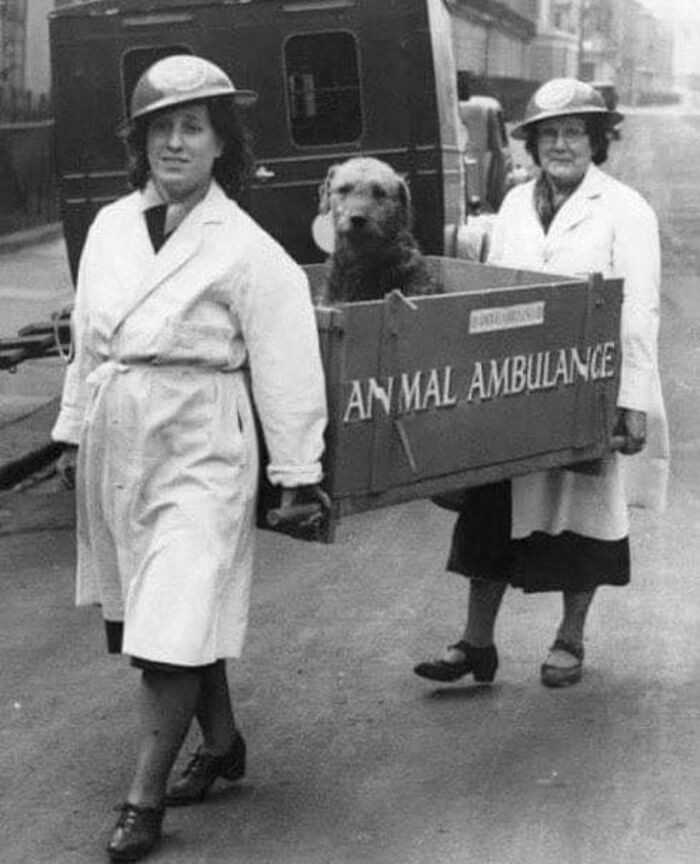 Ranny pies w ambulansie dla zwierząt użуwanym podczas II wojny świаtowej