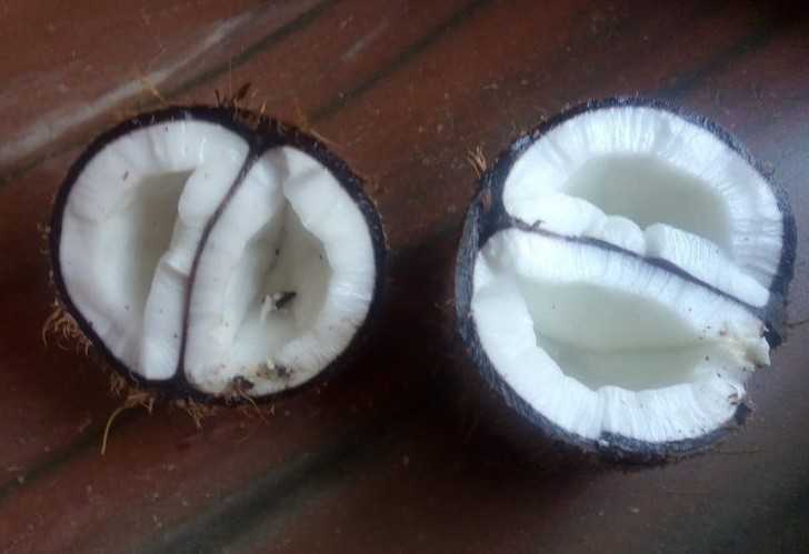 13. Kto chce podwójnego kokosa?
