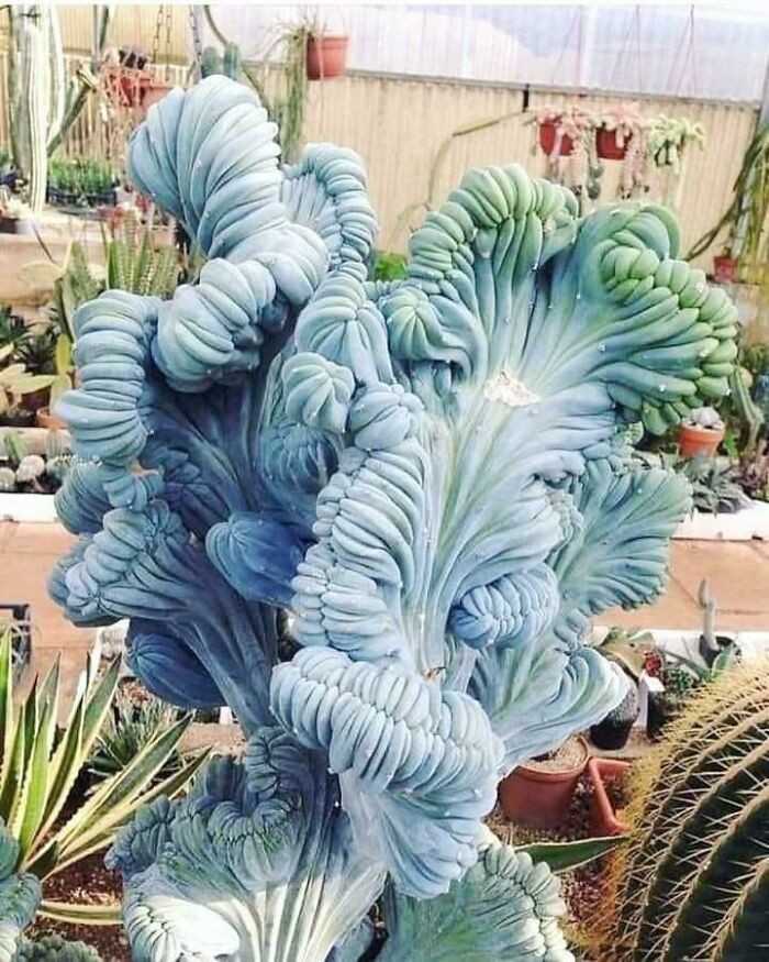 Kaktus odmiany blue smoke