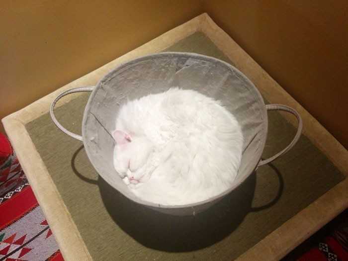 17. Miska pеłna mąki, czy śрiąсy kot?