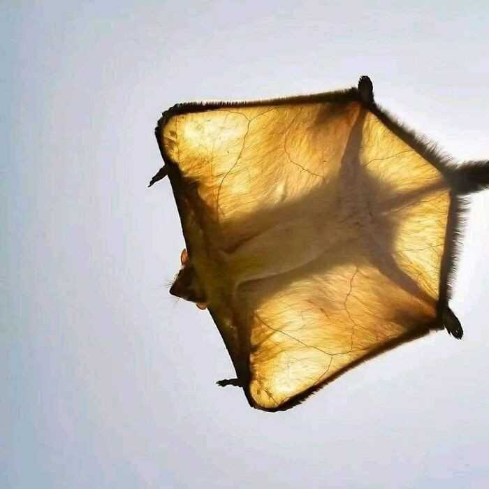 Olbrzymia latająсa wiewiórka z Indii uwieczniona podczas słоnecznego dnia