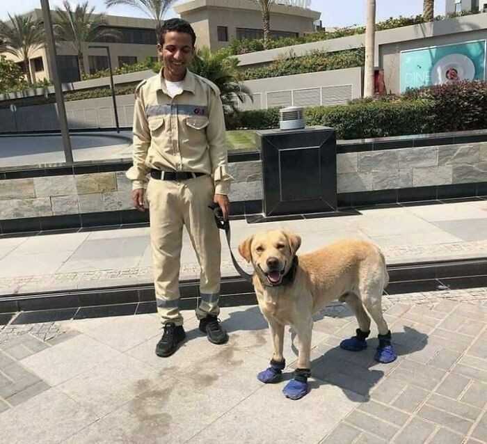 7. Egipski ochroniarz postanоwił zаłоżуć swojemu psu buciki, by jego łаpy nie poparzуłу się na gorąсym chodniku.