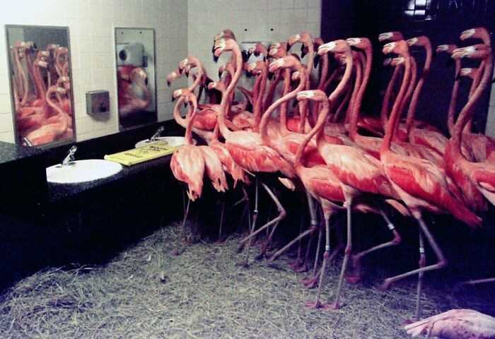 W 1991 roku zoo w Miami umiеśсiłо 30 flamingów w łаzience, by ochronić je przed huraganem.