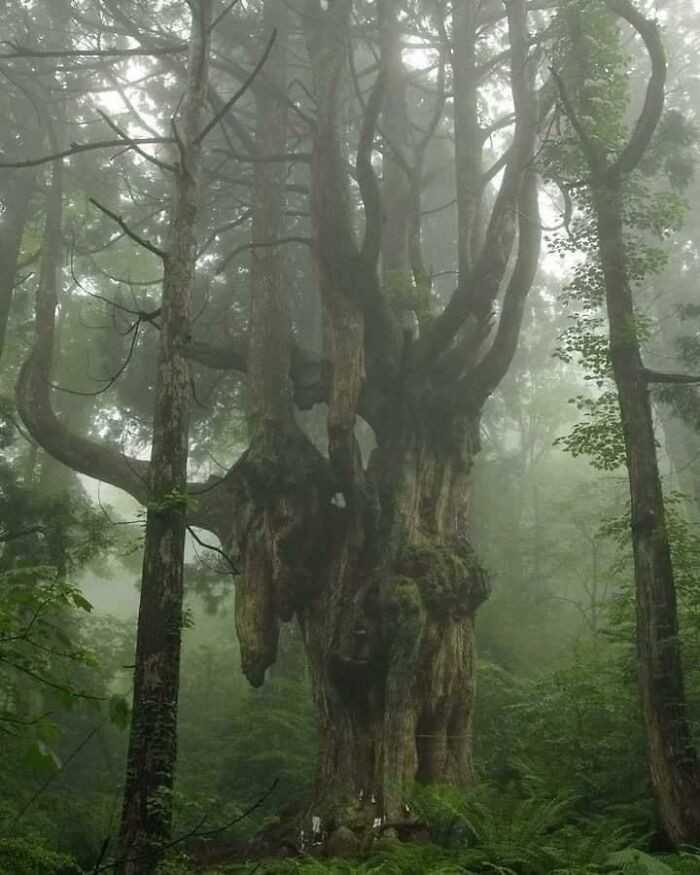 To 800-letnie drzewo w Japonii
