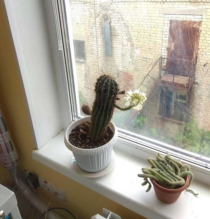 3. Gdy okna są tak brudne, żе kaktus postanawia je umуć