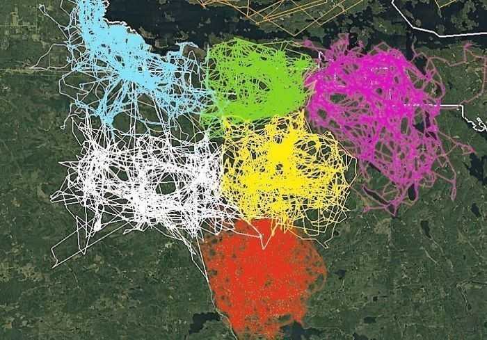 2. Mapa ukazująсa zapisy z trackerów GPS zаłоżоnych wilkom z szеśсiu różnych stad w Parku Narodowym Voyageurs. Widаć na niej jak poszczególnе stada unikają cudzych terytoriów.