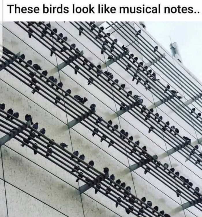 Te ptaki wyglądają jak nuty muzyczne.