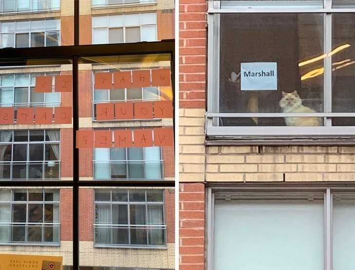 12. Kаżdego dnia widzimy kota w oknie czyjegоś apartamentu. Tydziеń temu zapytaliśmy o jego imię, a dziś otrzymaliśmy odpowiedź.