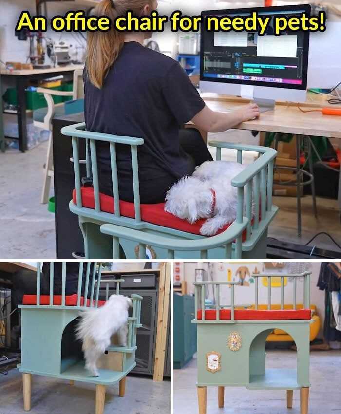 Krzesłо biurowe dla zwierzаków potrzebująсych uwagi